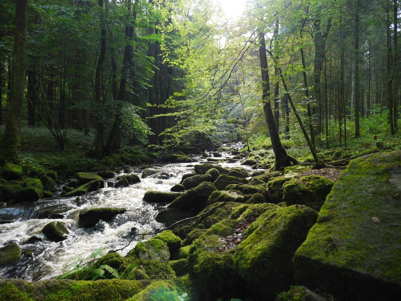 Fewo Kedo Neukirchen vorm Wald Dış mekan fotoğraf