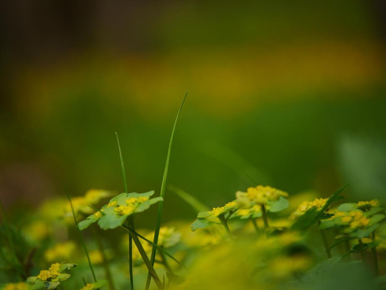 Fewo Kedo Neukirchen vorm Wald Dış mekan fotoğraf