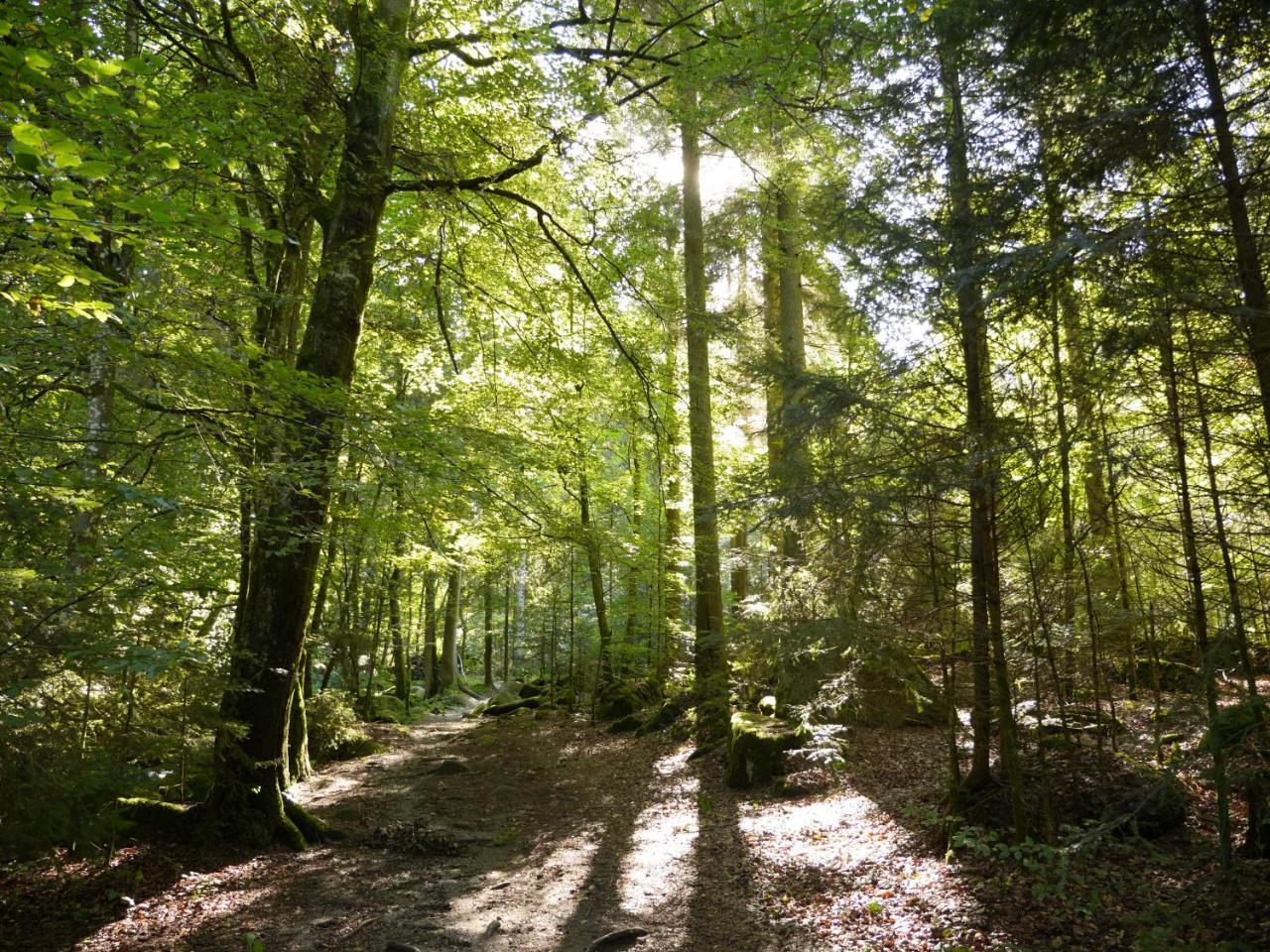 Fewo Kedo Neukirchen vorm Wald Dış mekan fotoğraf