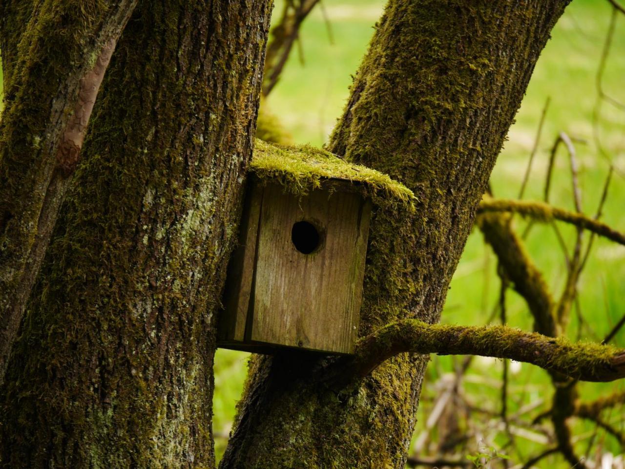 Fewo Kedo Neukirchen vorm Wald Dış mekan fotoğraf